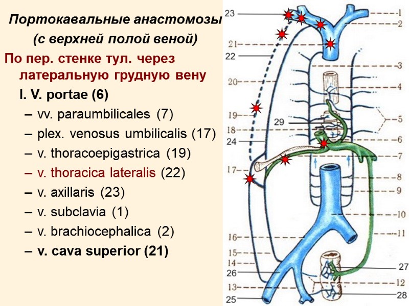 12 Портокавальные анастомозы (с верхней полой веной) По пер. стенке тул. через латеральную грудную